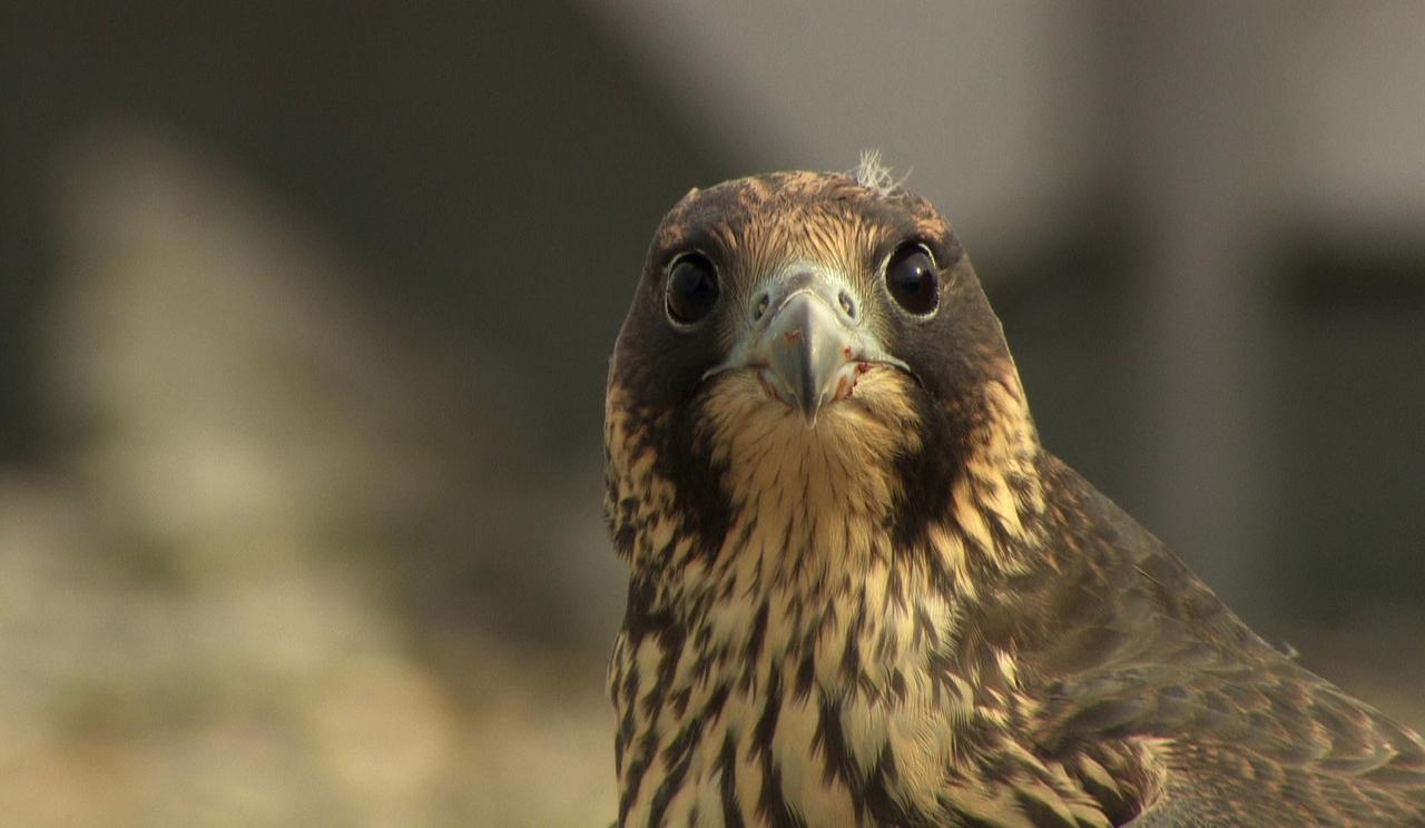 Ein Wanderfalke (Symbolbild)