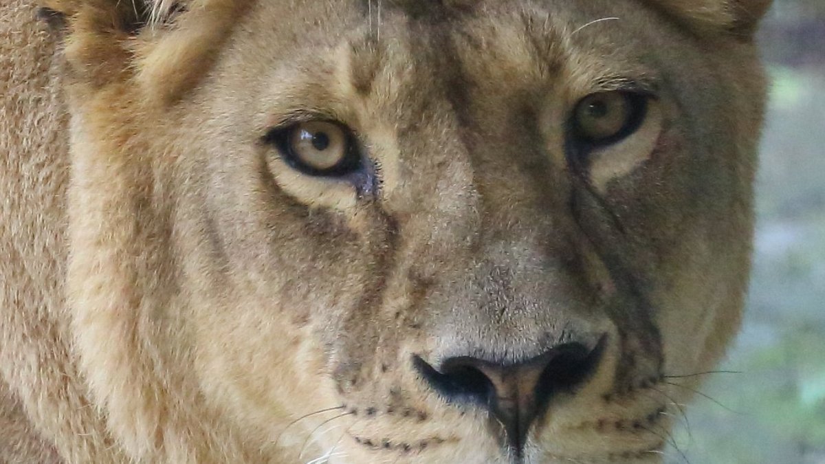 "Kira" tot: Augsburger Zoo schläfert Löwin ein