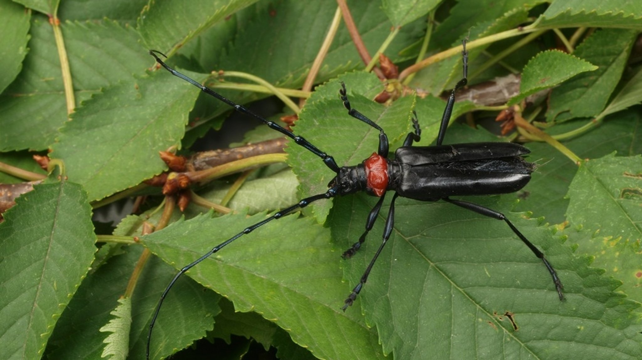 Der Asiatische Moschusbockkäfer hat ein markant rotes Nackenschild