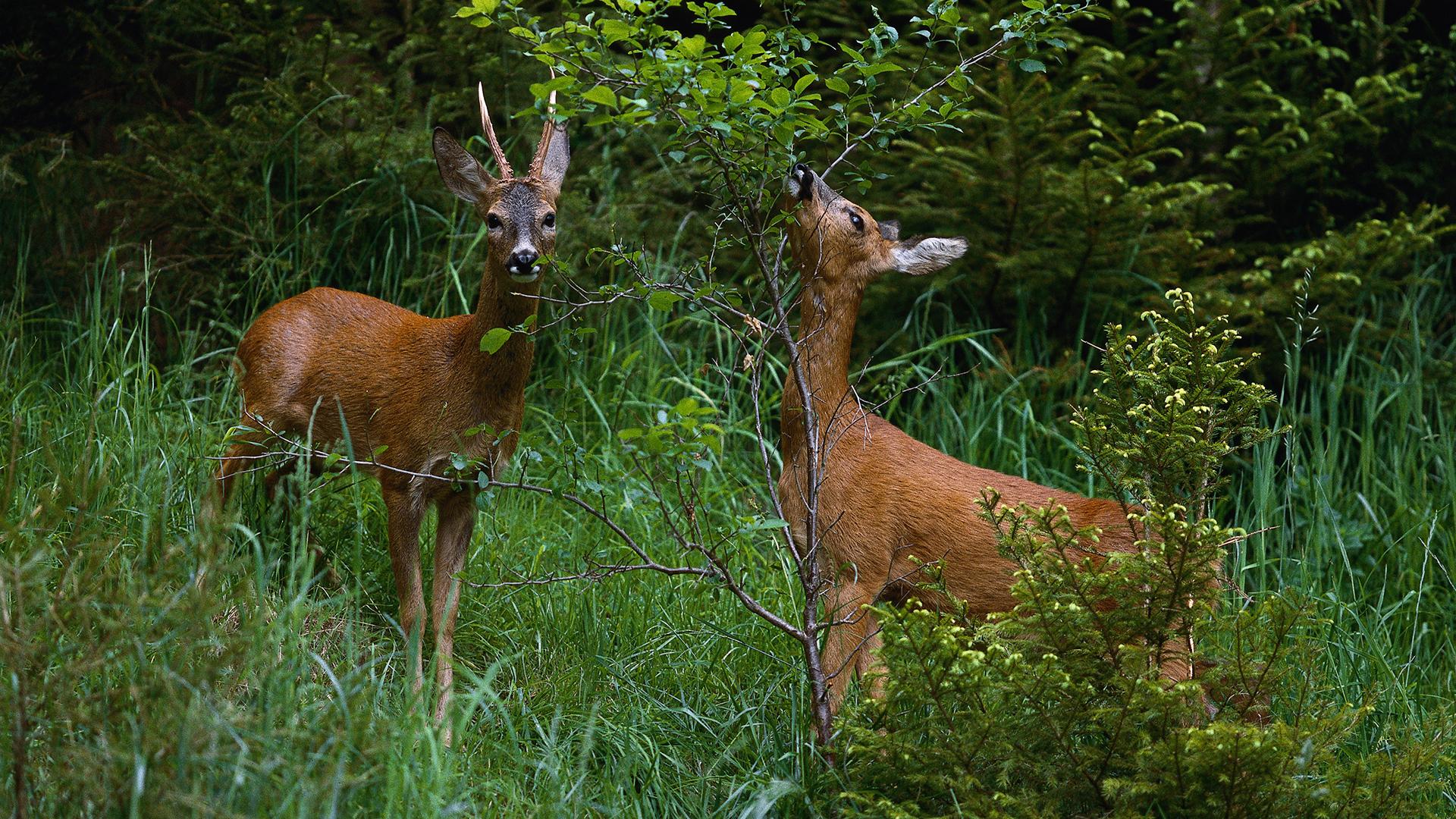 Forstliches Gutachten - Sorge um Wildverbiss