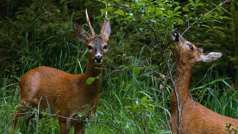 Forstliches Gutachten - Sorge um Wildverbiss | Bild: BR Forstliches Gutachten - Sorge um Wildverbiss