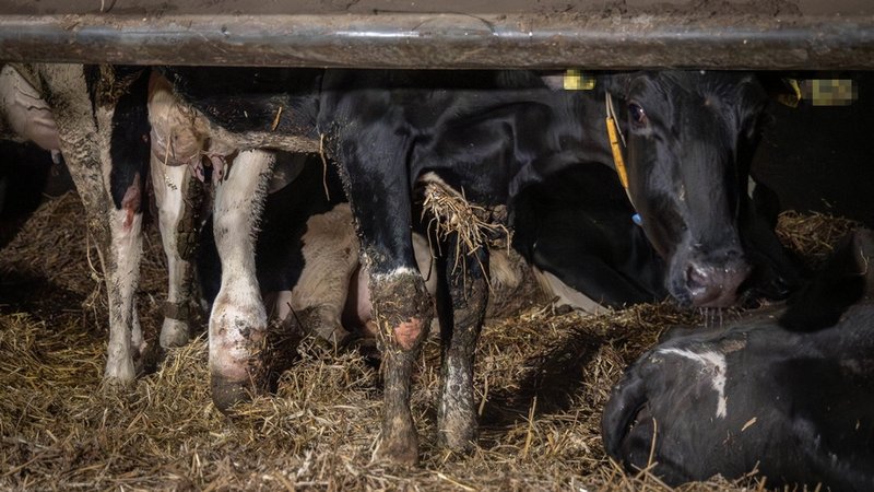 Kühe in einem Kuhstall (Symbol- und Archivbild) | Bild: dpa-Bildfunk/ANINOVA e.V. Kühe in einem Kuhstall (Symbol- und Archivbild)