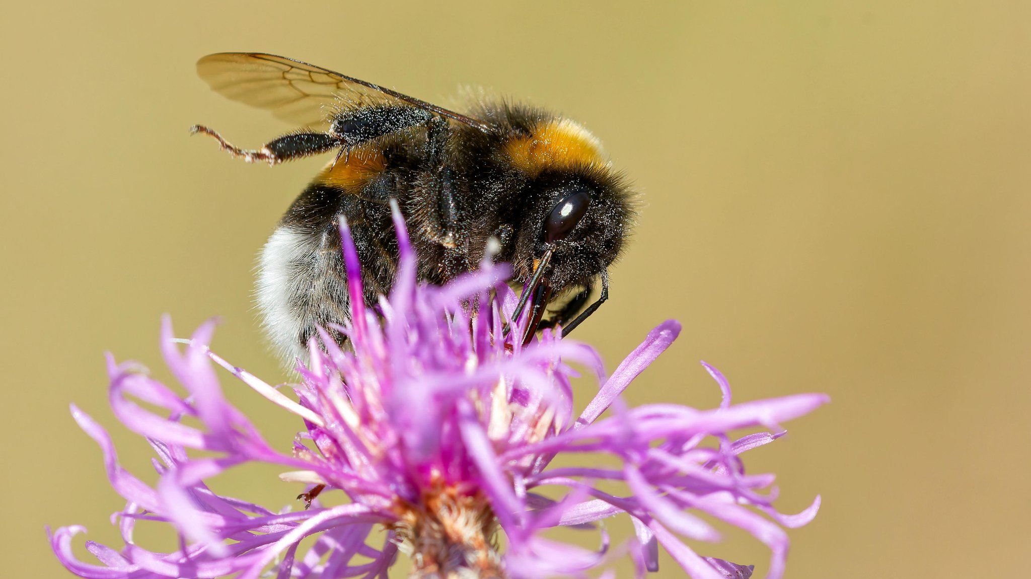 Hummel auf violetter Blüte