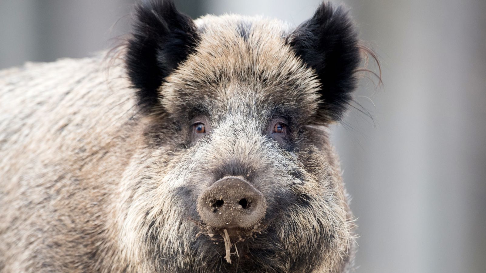 Afrikanische Schweinepest: Schwarzwildjagd soll verstärkt werden