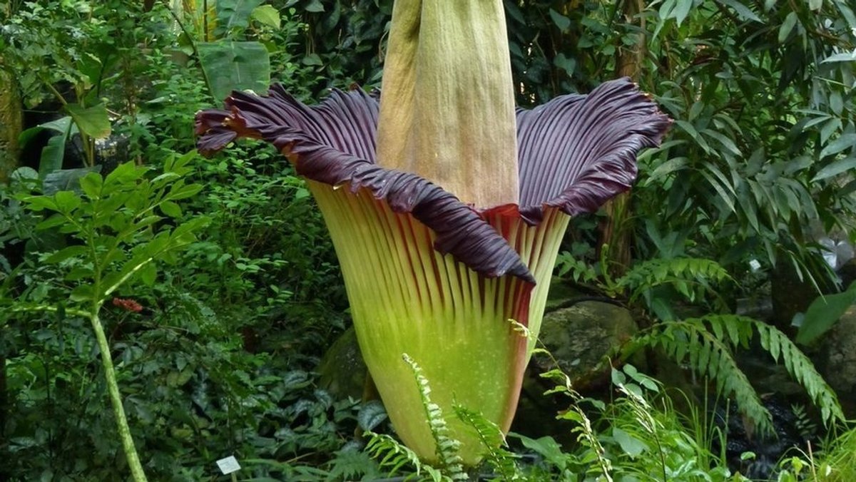 Eine Blüte der Titanwurz (Archivbild)