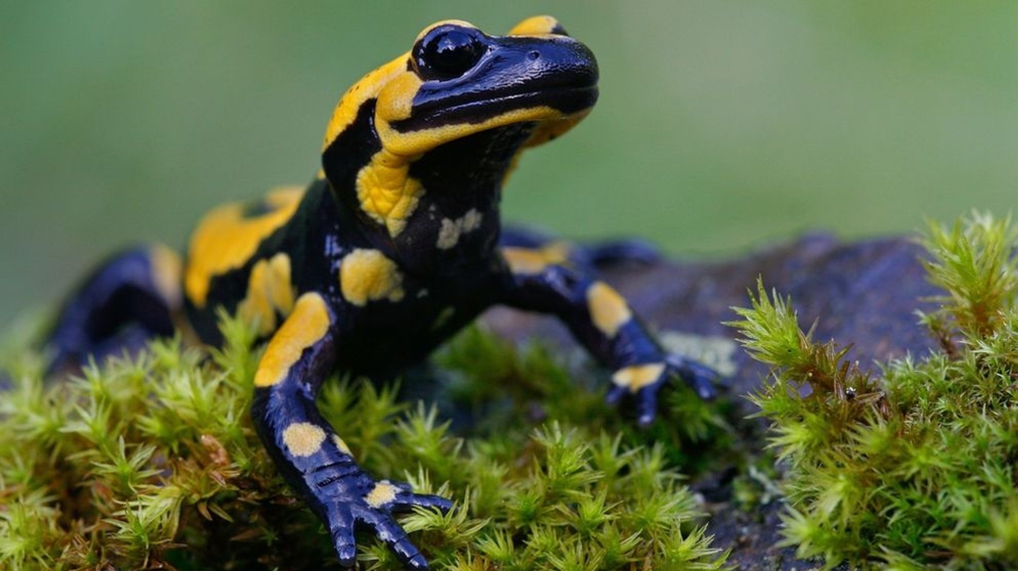 Feuersalamander im Moos - flammender Bewohner feuchter Laubwälder