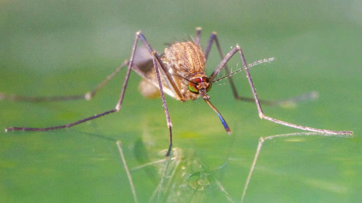 Mückenmythen im Check: So halten Sie sich Stechmücken vom Leib