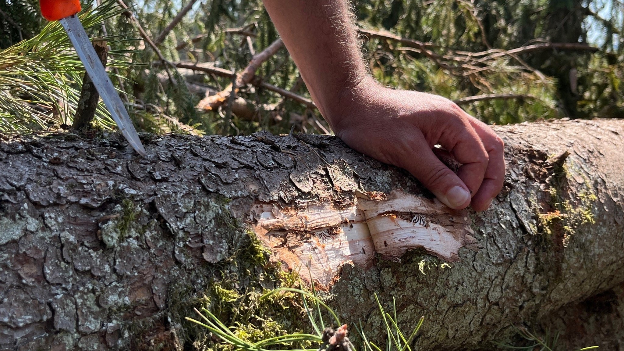 Ein Baum, der von Borkenkäfern befallen wurde.