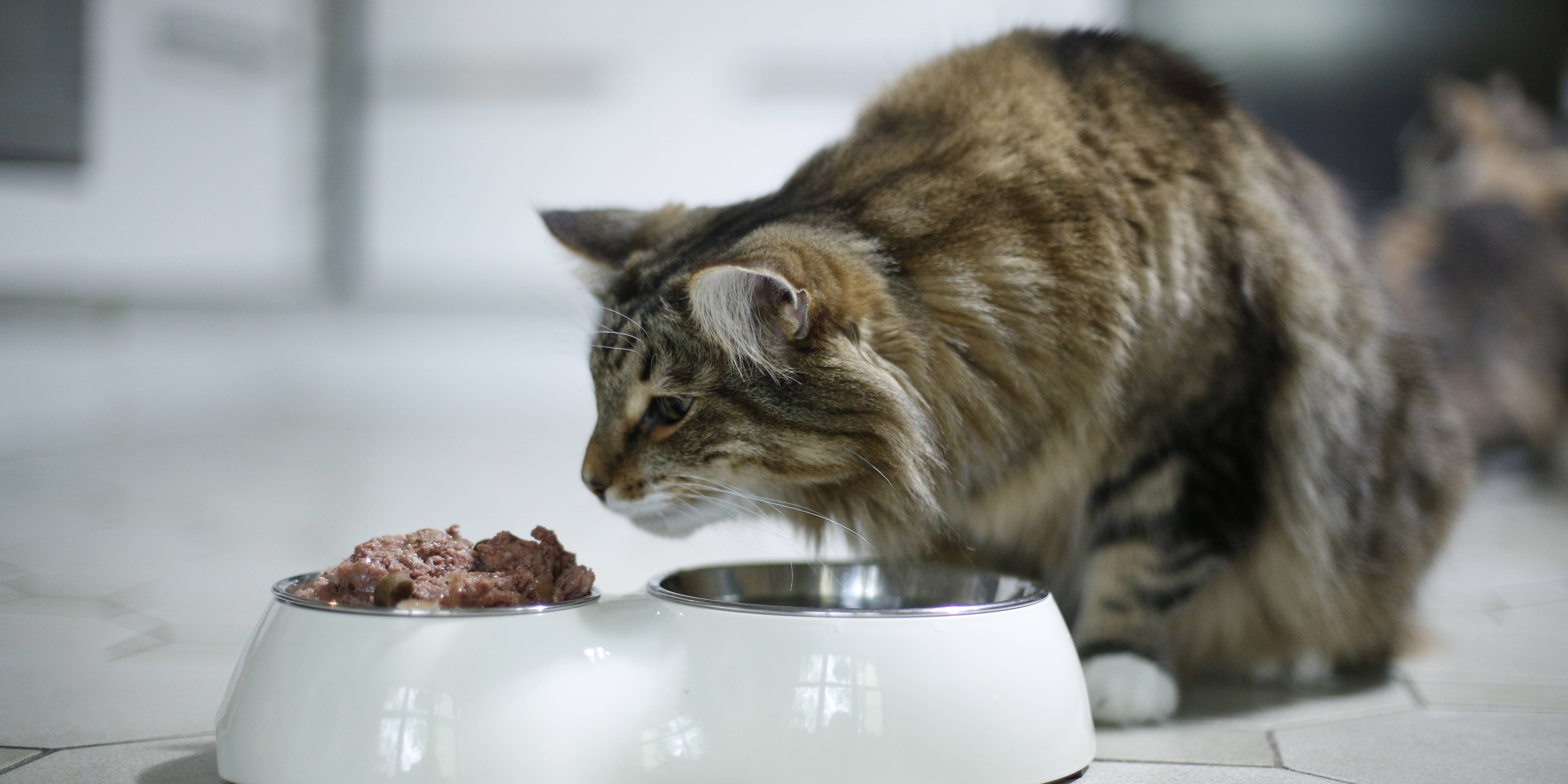 Discounter mit gutem Futter und Superpreis Nassfutter fr Katzen im Test |  BAYERN 3