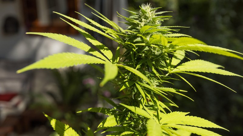 Cannabis-Pflanze (Symbolbild) | Bild: picture alliance / Zoonar | Offenberg Cannabis-Pflanze (Symbolbild)