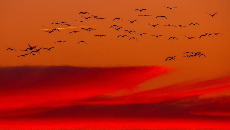 Kraniche im Sonnenuntergang. | Bild: picture alliance/dpa | Jens Büttner Kraniche im Sonnenuntergang.