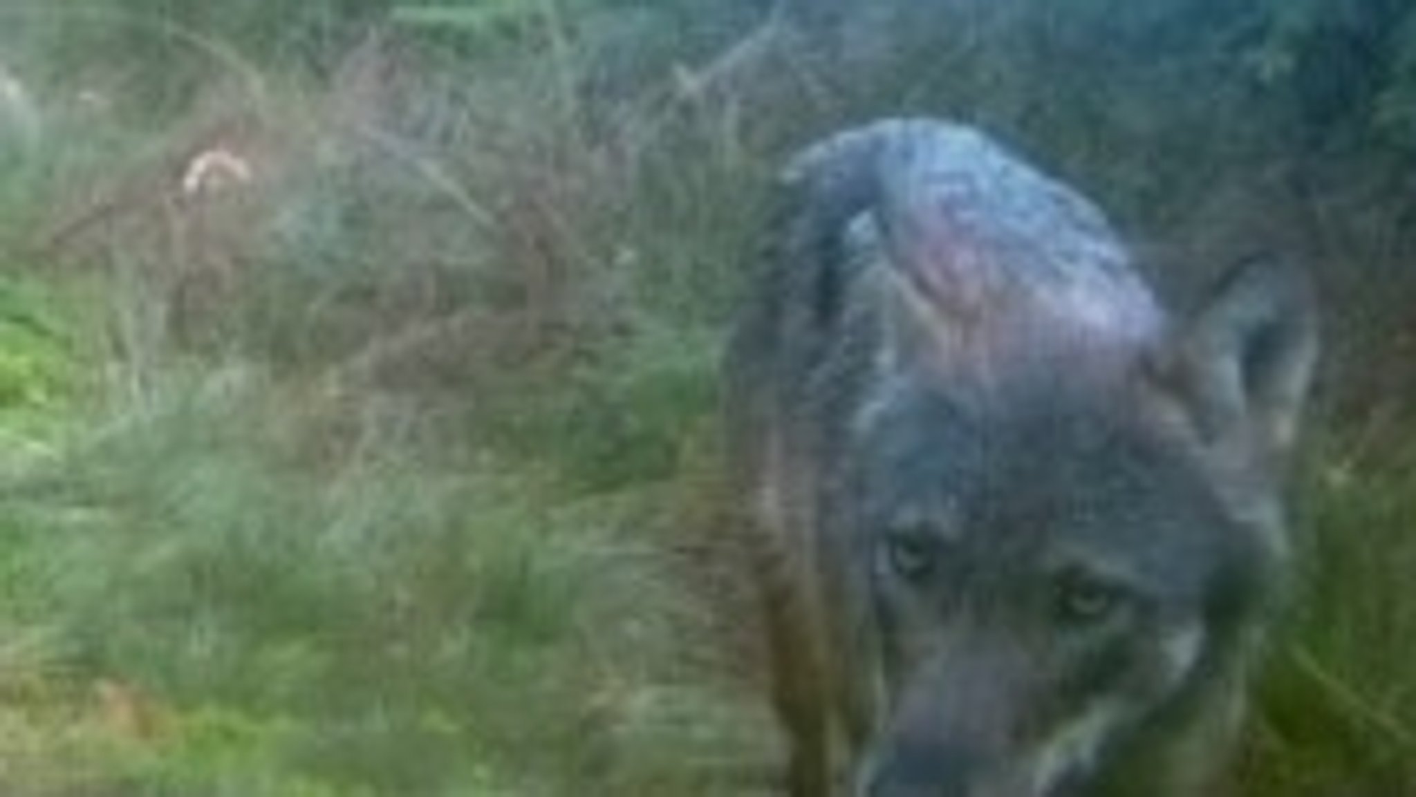 Ein Wolf streift über eine Lichtung, im Hintergrund sind dicht bewaldete Hänge zu sehen. Das Landesamt für Umwelt hat nun bestätigt, dass es sich bei dem fotografierten Tier tatsächlich um einen Wolf handelt.