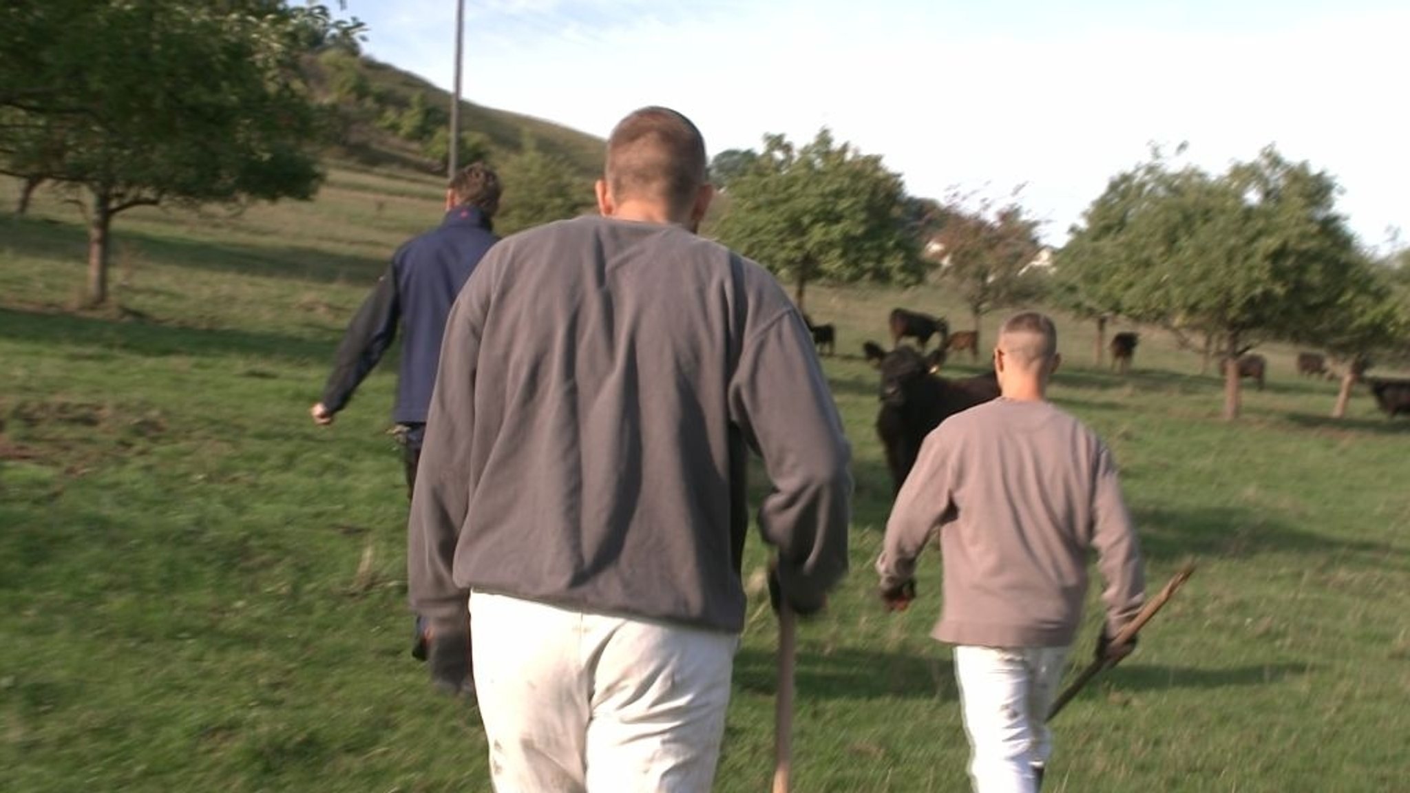 Strafefangene mit Stecken auf der Rinderweide