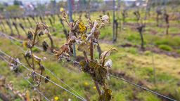 Die fränkischen Winzer haben nach den Frostnächten in dieser Woche massive Schäden in den Weinbergen festgestellt. | Bild:dpa-Bildfunk/Daniel Schäfer