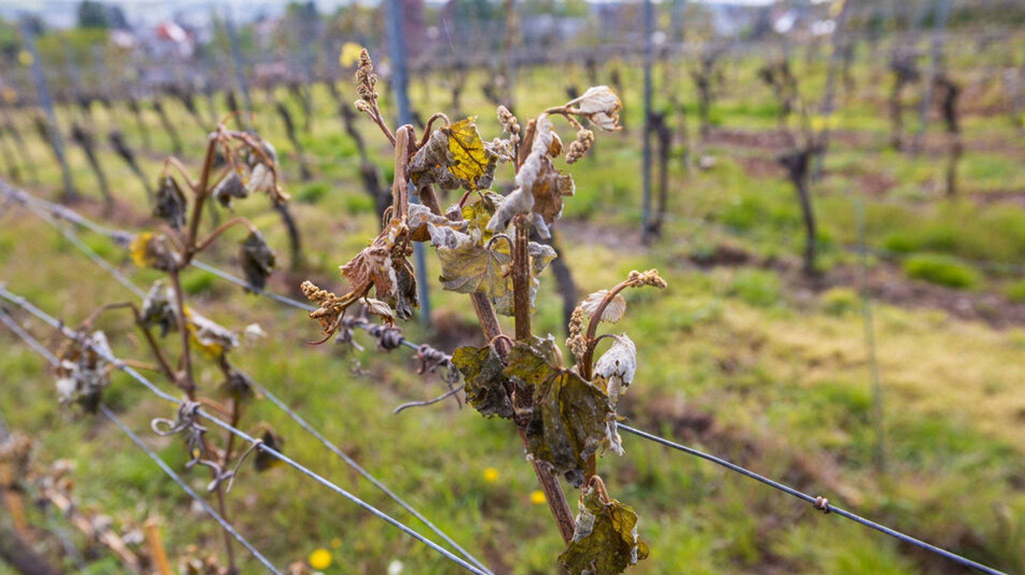 Die fränkischen Winzer haben nach den Frostnächten in dieser Woche massive Schäden in den Weinbergen festgestellt. | Bild: dpa-Bildfunk/Daniel Schäfer Die fränkischen Winzer haben nach den Frostnächten in dieser Woche massive Schäden in den Weinbergen festgestellt.