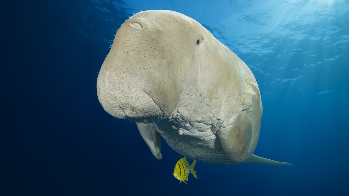 Rote Liste bedrohter Arten: Dugong-Seekühe stark gefährdet
