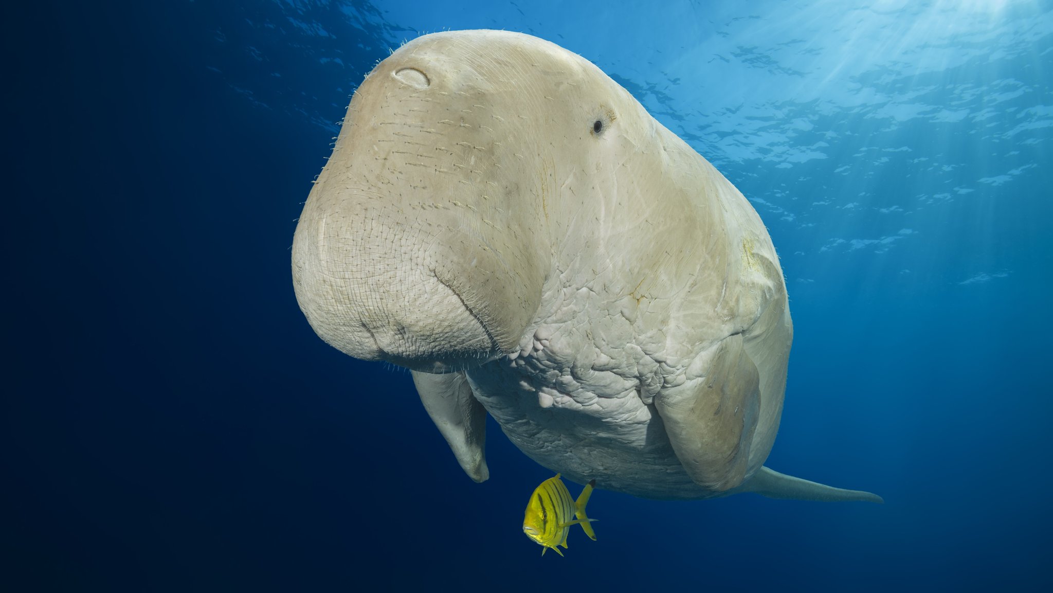 Dugong-Seekuh