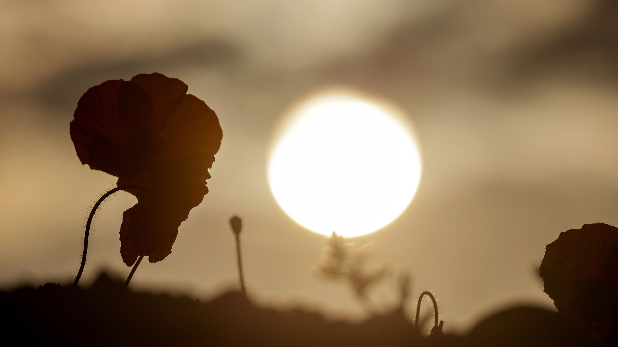 Symbolbild heiße Nacht: Mohnblume im Sonnenuntergang