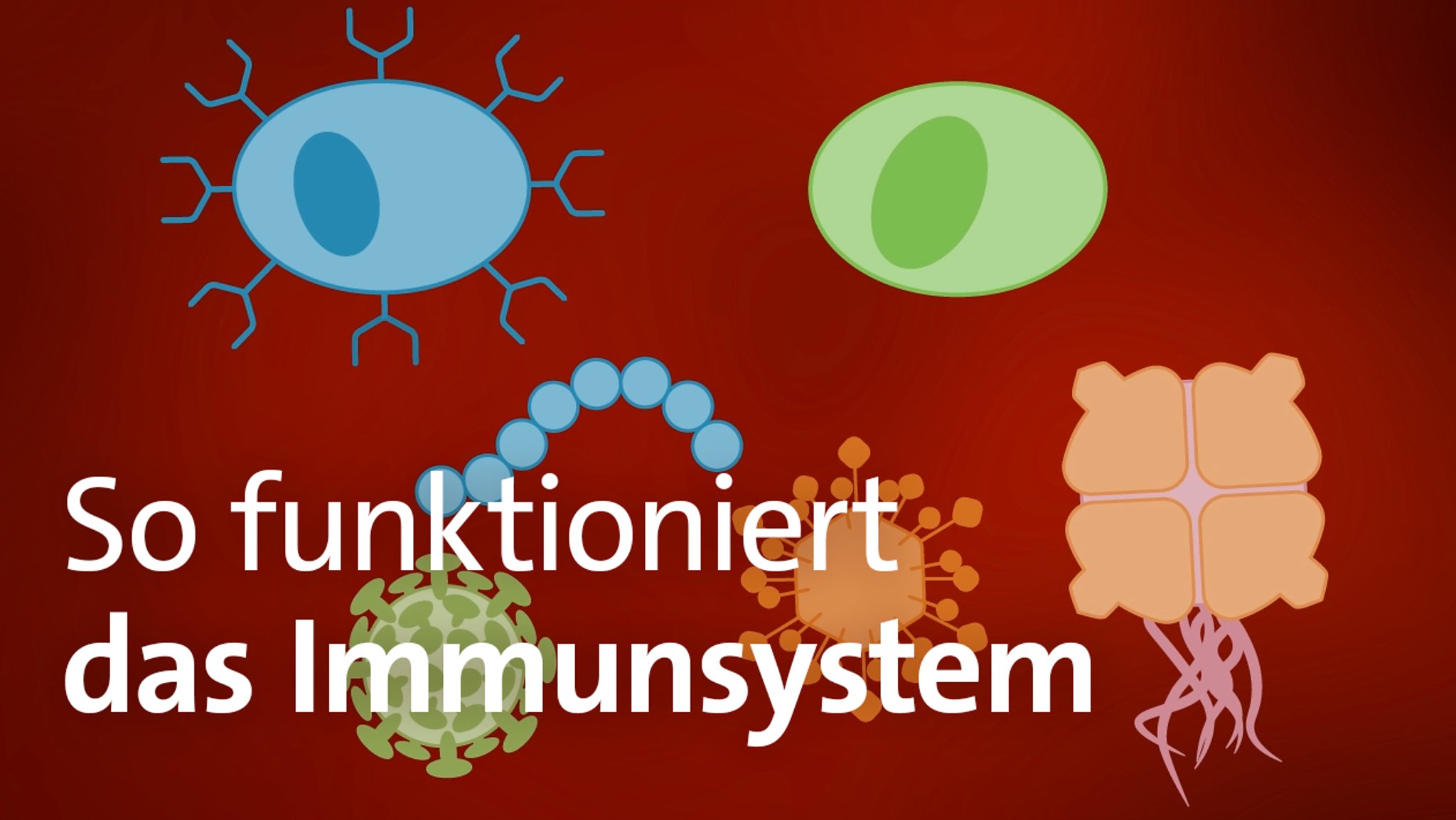 So funktioniert das Immunsystem