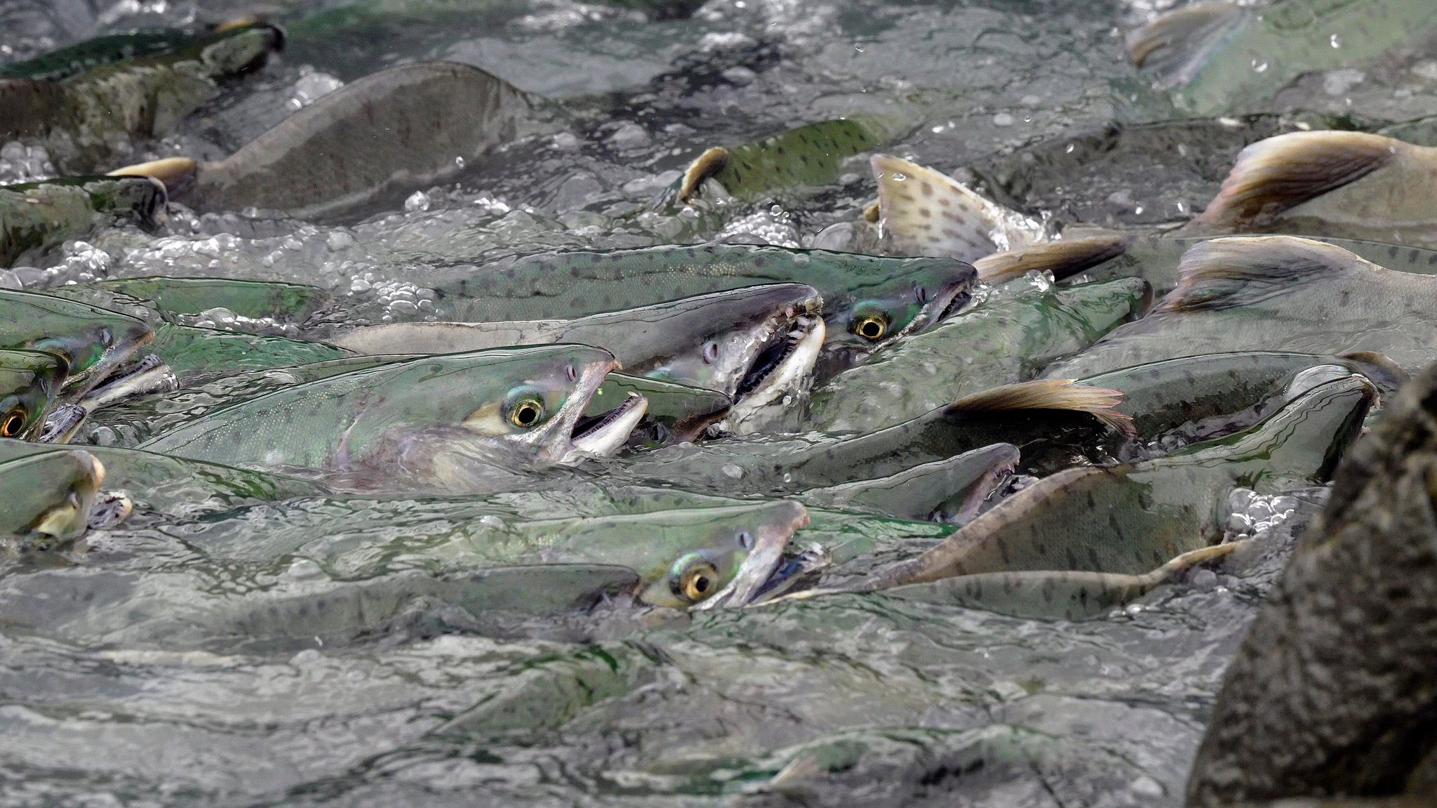 Lachs-Zucht im Allgäu: Gesunder Fisch zulasten der Natur?
