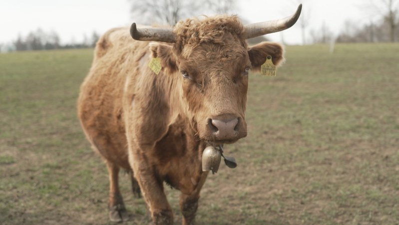 Dexter-Rind auf der Weide | Bild: BR Dexter-Rind auf der Weide