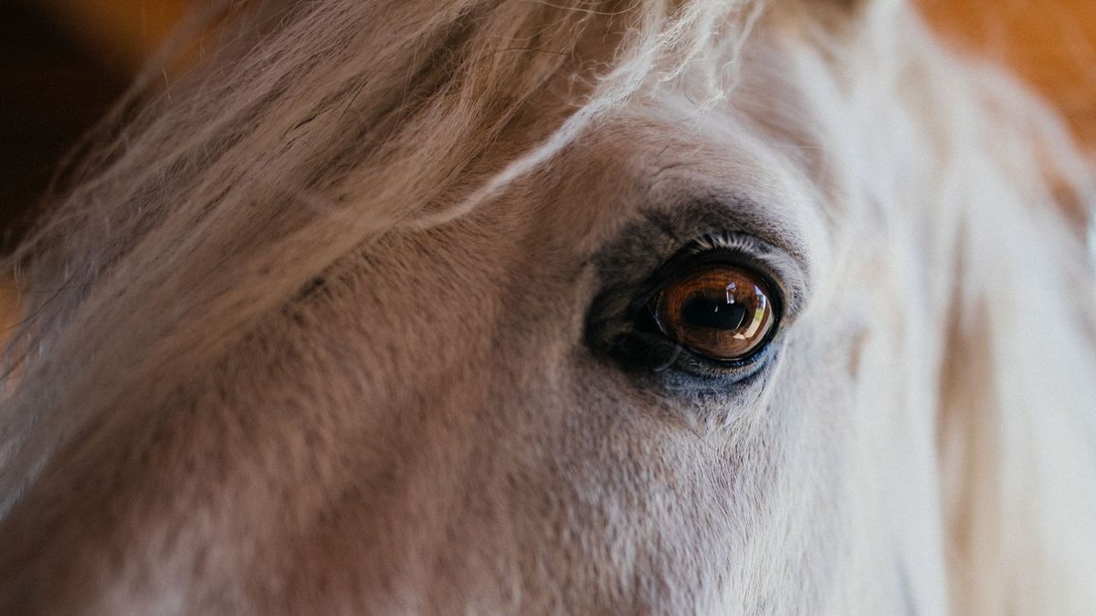 Feuerwehr Zieht Ausgebüxtes Pferd "Bolita" Mit Seilen Aus Sumpf | Br24
