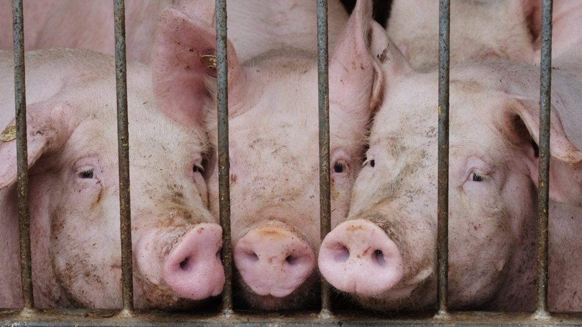 Studie: Bauern müssen für Tierwohl Milliarden in Ställe stecken