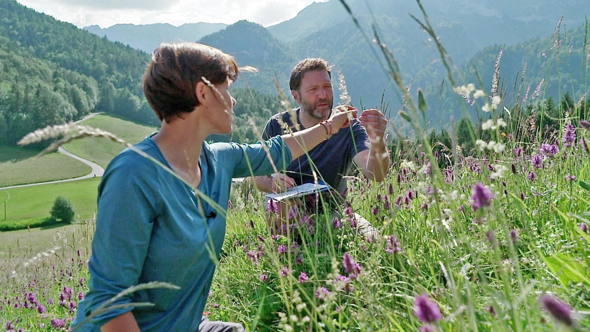 Almwiesen mit reichlichen Wildpflanzen