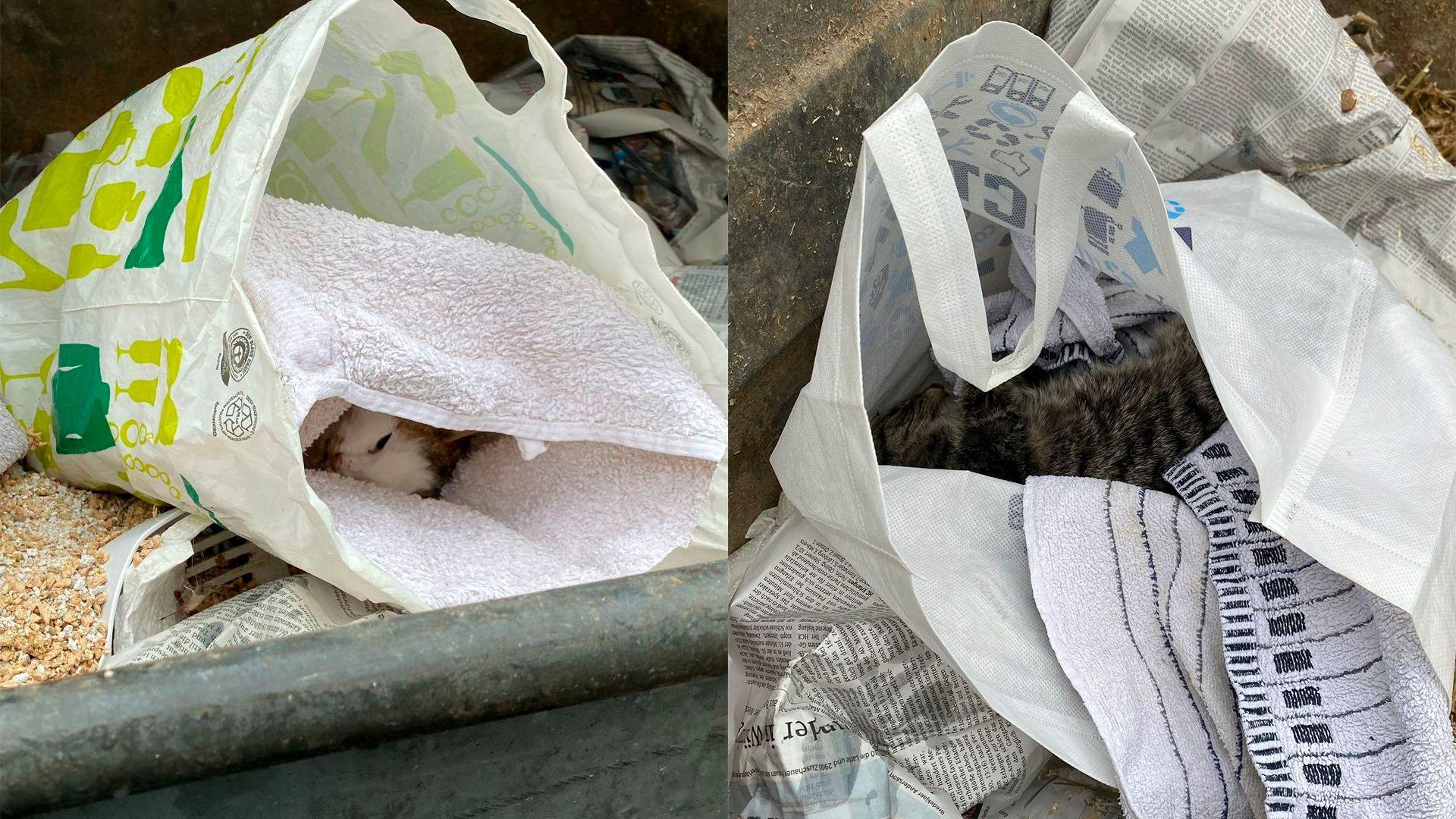 Laut Tierheim-Mitarbeitenden zeigen diese Bilder die im Hausmüll entsorgten Katzen.