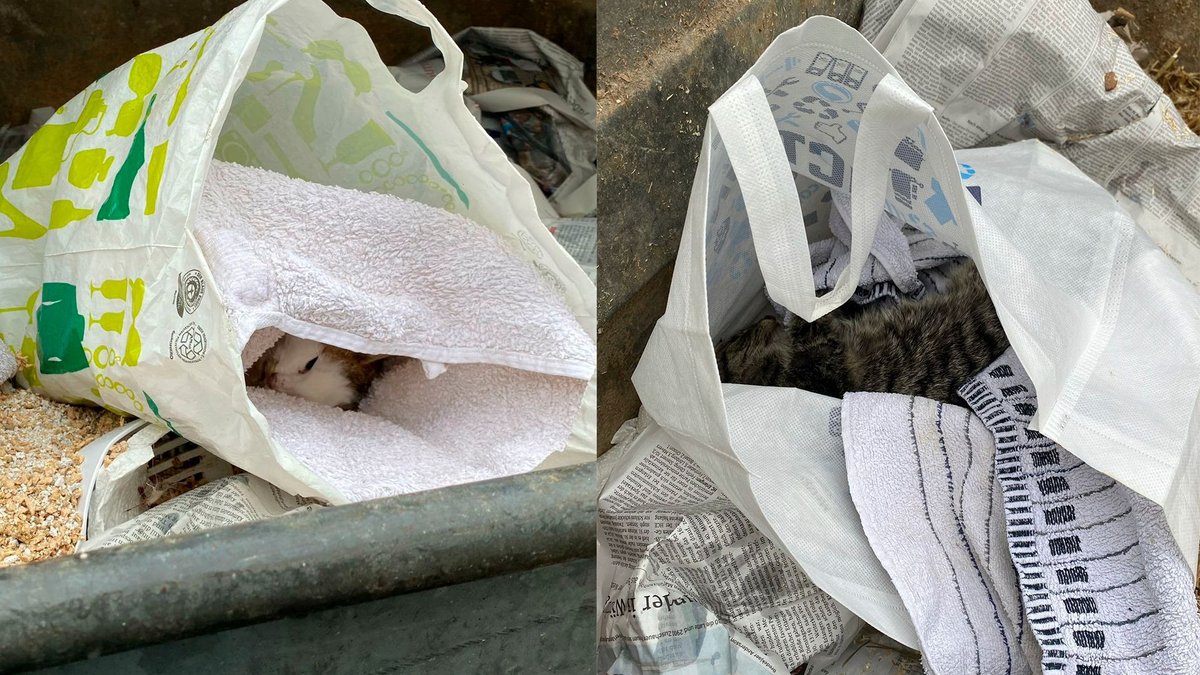 Tote Katzen im Müll? Schwere Vorwürfe gegen Tierheim Ansbach