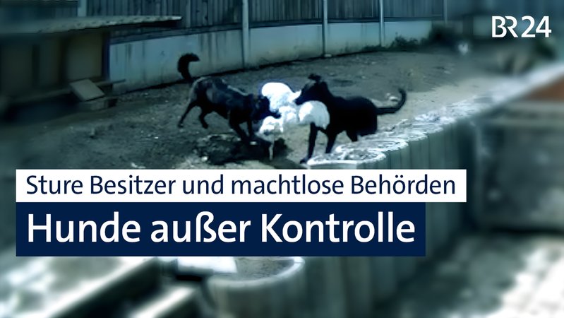 Labradore in Dinkelscherben verletzen Tiere und Menschen | Bild: privat Labradore in Dinkelscherben verletzen Tiere und Menschen