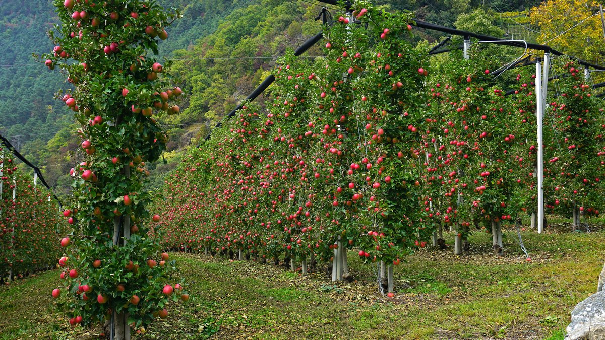 Symbolbild: Apfelplantage in Südtirol