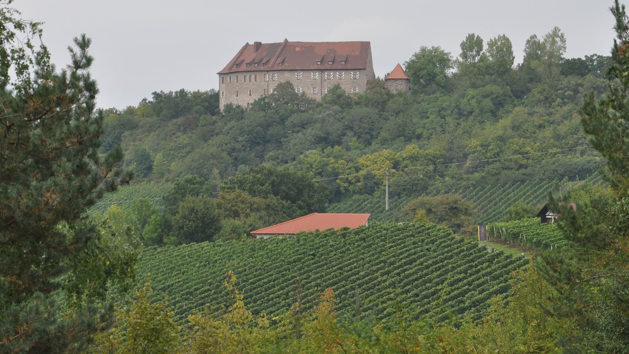 Blick auf Weinberge im Landkreis Neustadt/Aisch-Bad Windsheim.