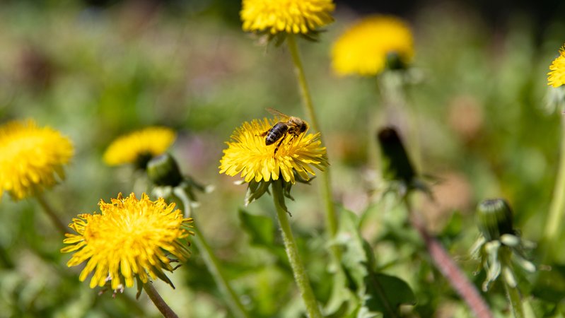 Eine Biene auf einer Wiese mit mehreren gelben Löwenzahnpflanzen. | Bild: Sylvia Bentele/BR Eine Biene auf einer Wiese mit mehreren gelben Löwenzahnpflanzen.