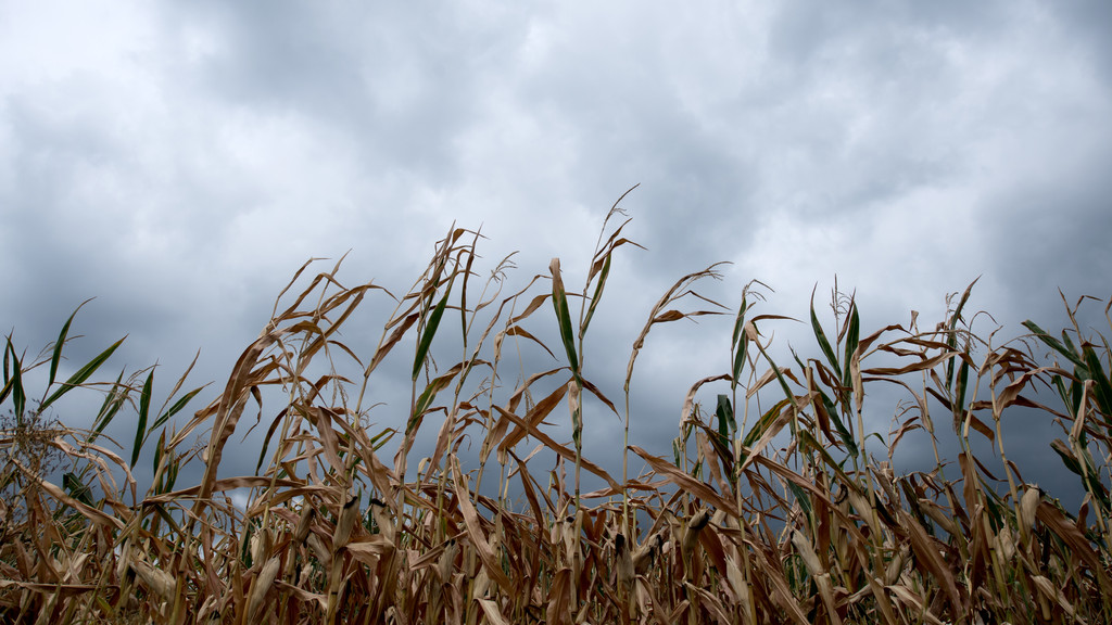 Dunkle Wolken ziehen im Jahr 2018 über ein Feld mit vertrockneten Maispflanzen bei Wolnzach