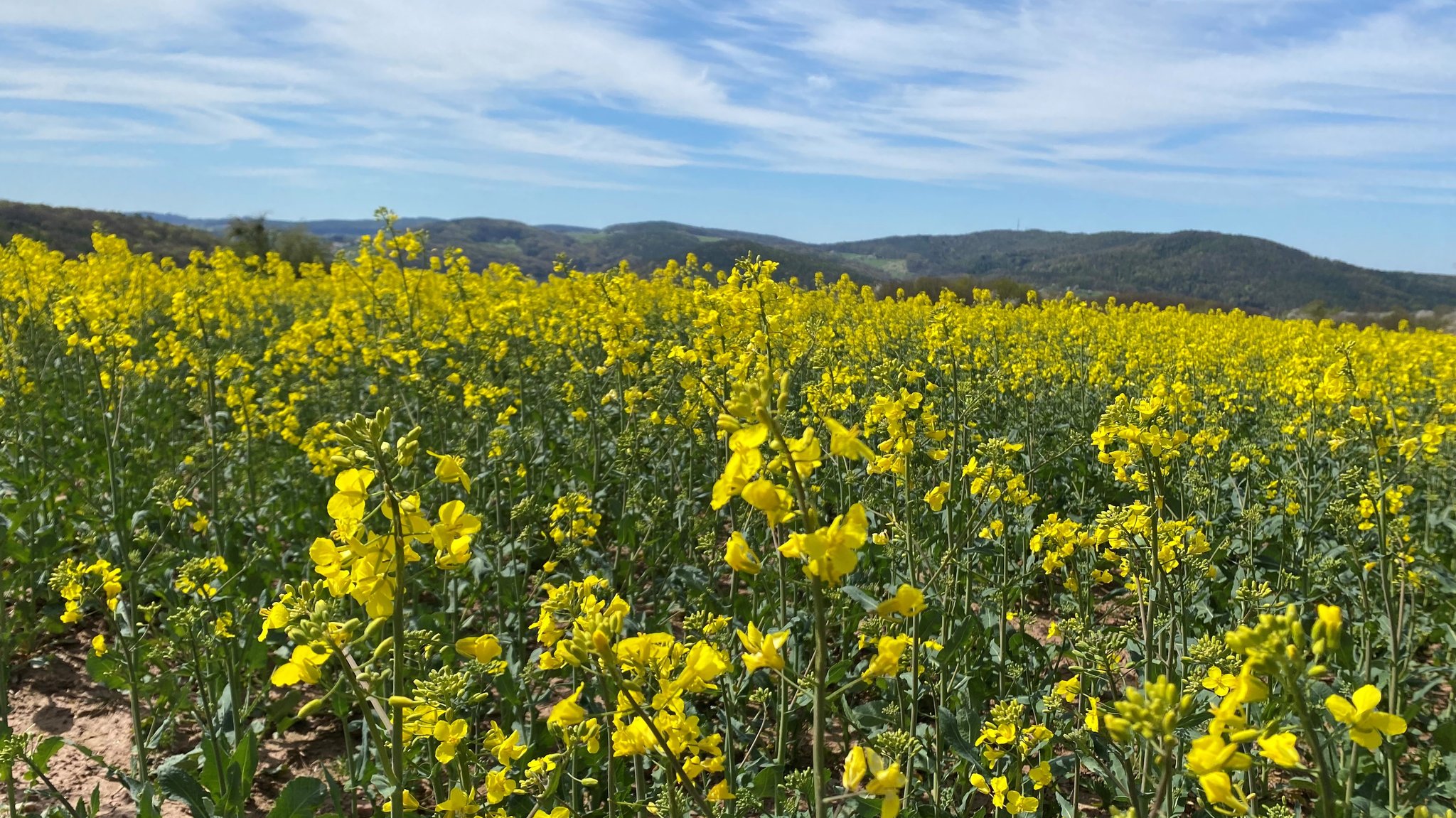 Blühendes Rapsfeld