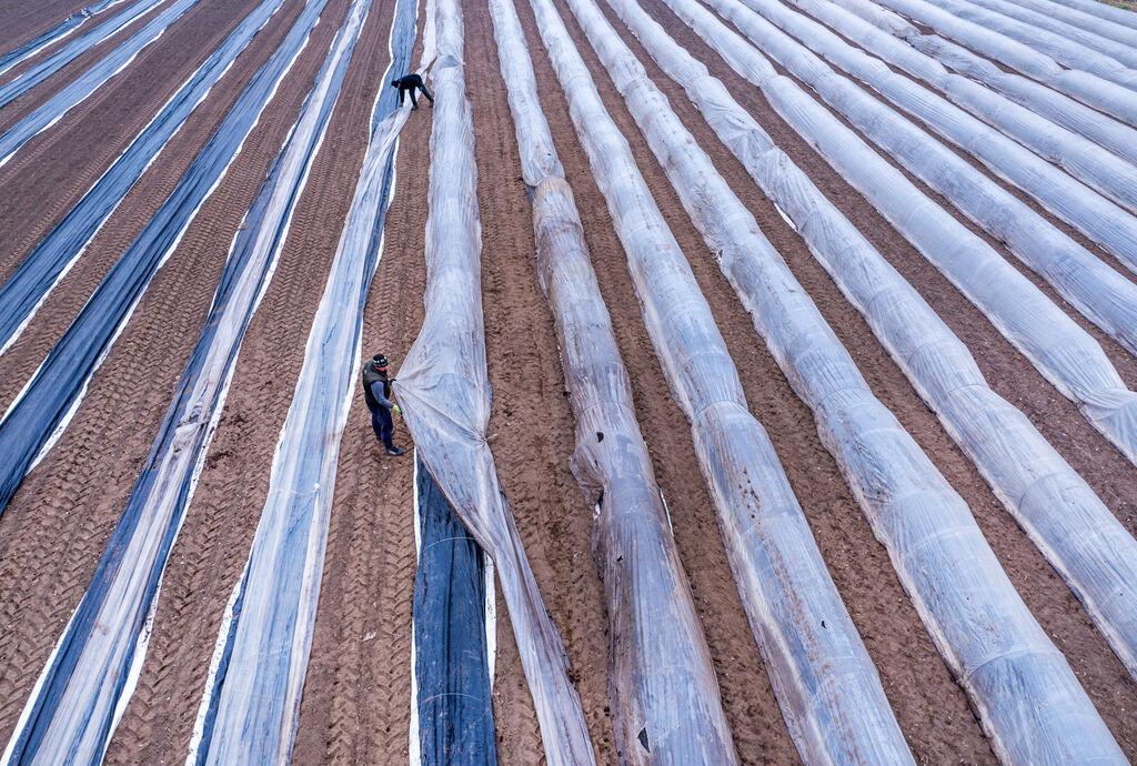 Arbeiter verlegen die wärmende Schutzfolien auf einem Spargelfeld und bereiten die Saison vor (Luftaufnahme mit einer Drohne). 