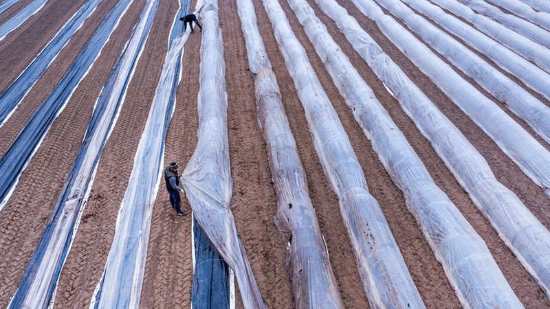 Arbeiter verlegen die wärmende Schutzfolien auf einem Spargelfeld und bereiten die Saison vor (Luftaufnahme mit einer Drohne). | Bild: dpa-Bildfunk/Jens Büttner Arbeiter verlegen die wärmende Schutzfolien auf einem Spargelfeld und bereiten die Saison vor (Luftaufnahme mit einer Drohne).