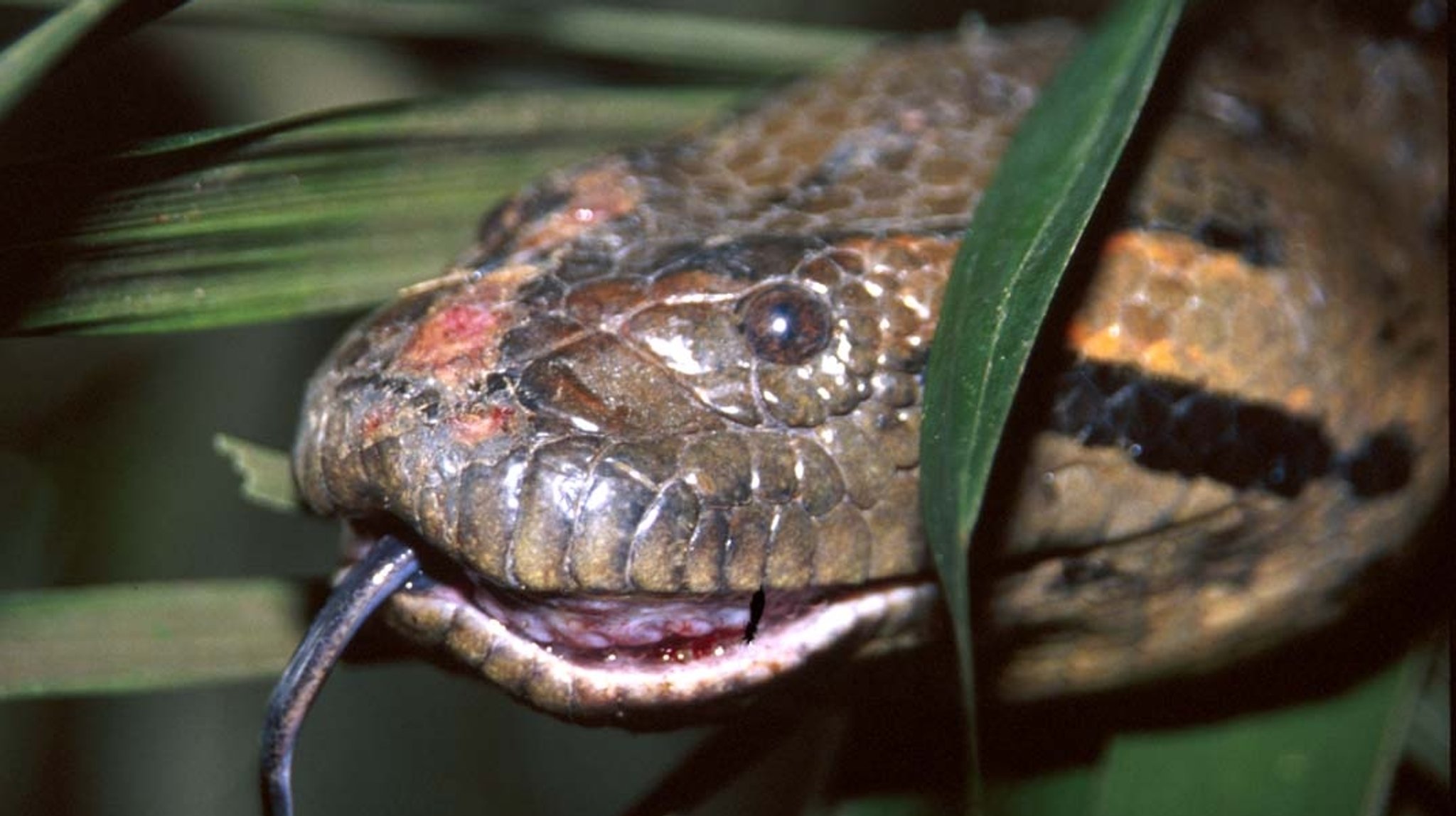 Menschen verschlingendes Monster, Mutter der Flüsse, urzeitliches Ungetüm - die Riesenschlange Anakonda wurde schon immer mit Angst und Vorurteilen belegt. Eine hemmungslose Trophäenjagd hat ihrem Bestand mittlerweile so zugesetzt, dass die richtig großen Exemplare weitgehend verschwunden sind. Nur an wenigen Orten Südamerikas erreichen Anakondas noch eine Länge von mehr als vier Metern. | Bild: BR/Blue Paw Artists Menschen verschlingendes Monster, Mutter der Flüsse, urzeitliches Ungetüm - die Riesenschlange Anakonda wurde schon immer mit Angst und Vorurteilen belegt. Eine hemmungslose Trophäenjagd hat ihrem Bestand mittlerweile so zugesetzt, dass die richtig großen Exemplare weitgehend verschwunden sind. Nur an wenigen Orten Südamerikas erreichen Anakondas noch eine Länge von mehr als vier Metern.