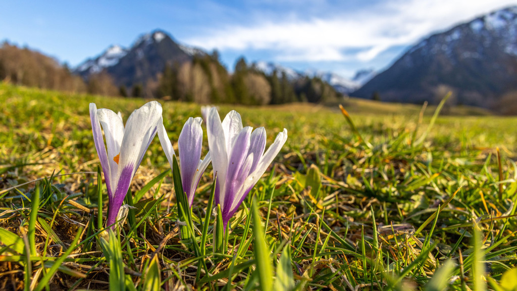 Krokusse auf einer Wiese bei Oberstdorf