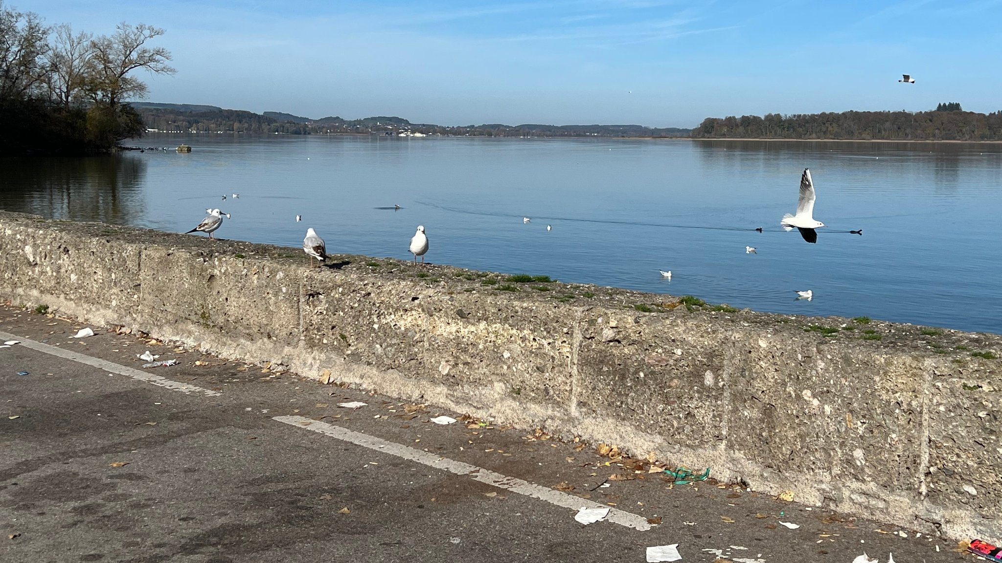 Am  Rastplatz Chiemseeblick liegt verschiedener Abfall auf dem Boden. Möwen sitzen auf einer Kaimauer am Chiemsee mit Blick auf die Herreninsel.