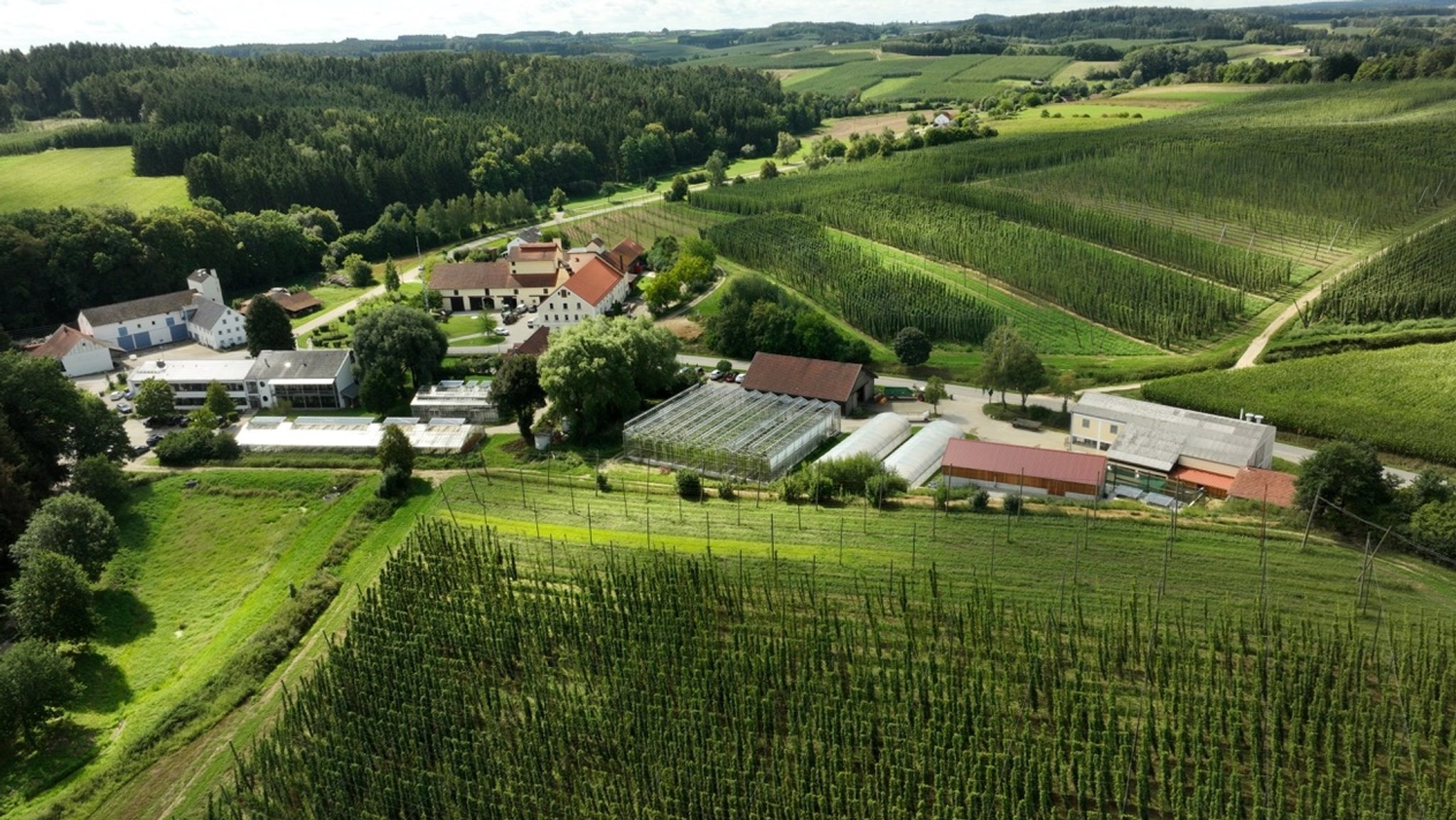Hopfenernte in der Hallertau: Wie Forschung das Bier sichert
