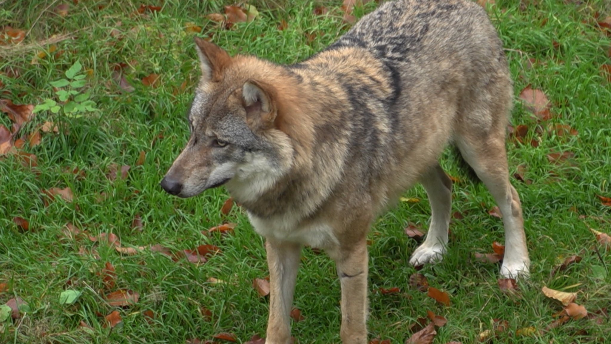 Falscher Wolf getötet: Tierschutzverbände traurig und geschockt