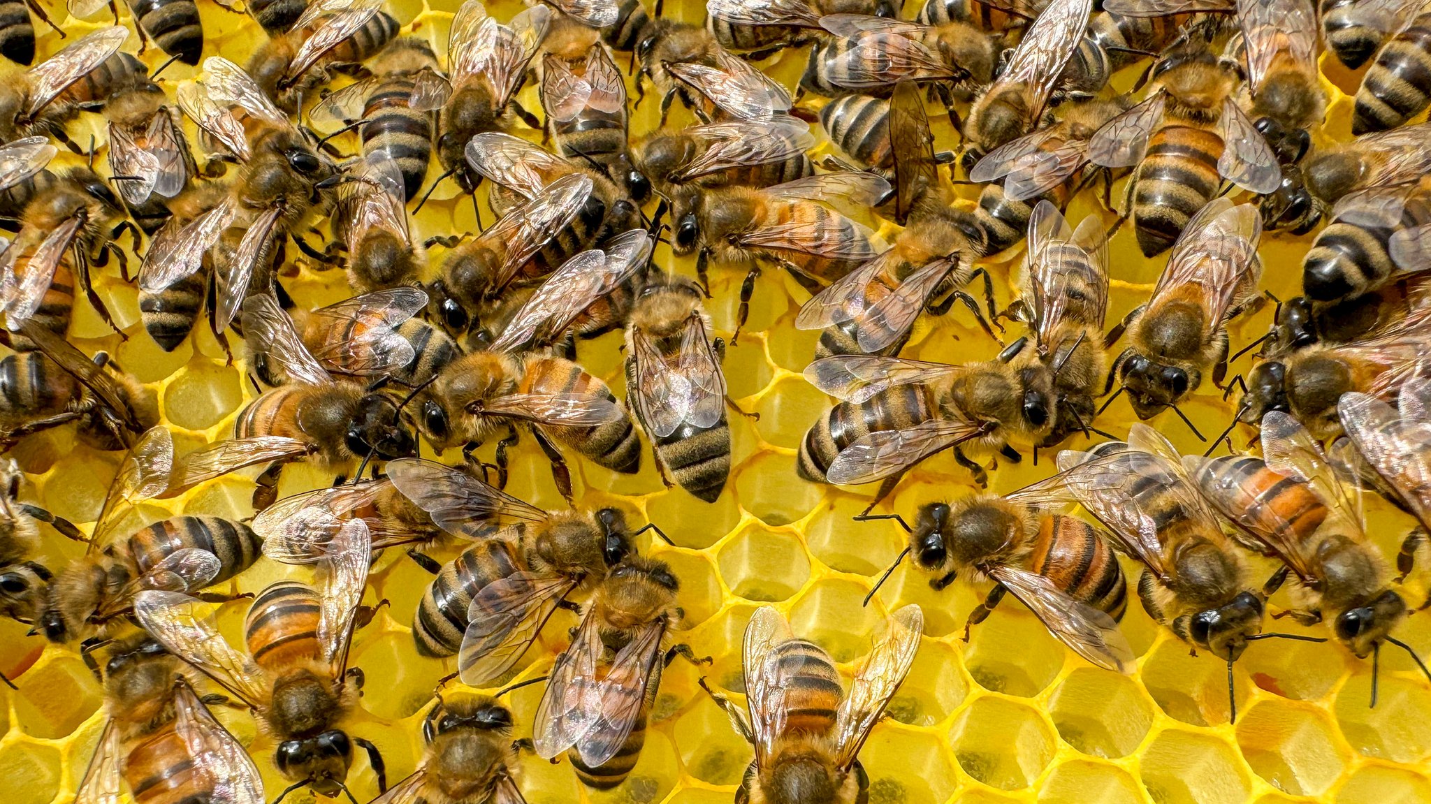 Lichtverschmutzung verursacht Schlafstörungen bei Bienen. 