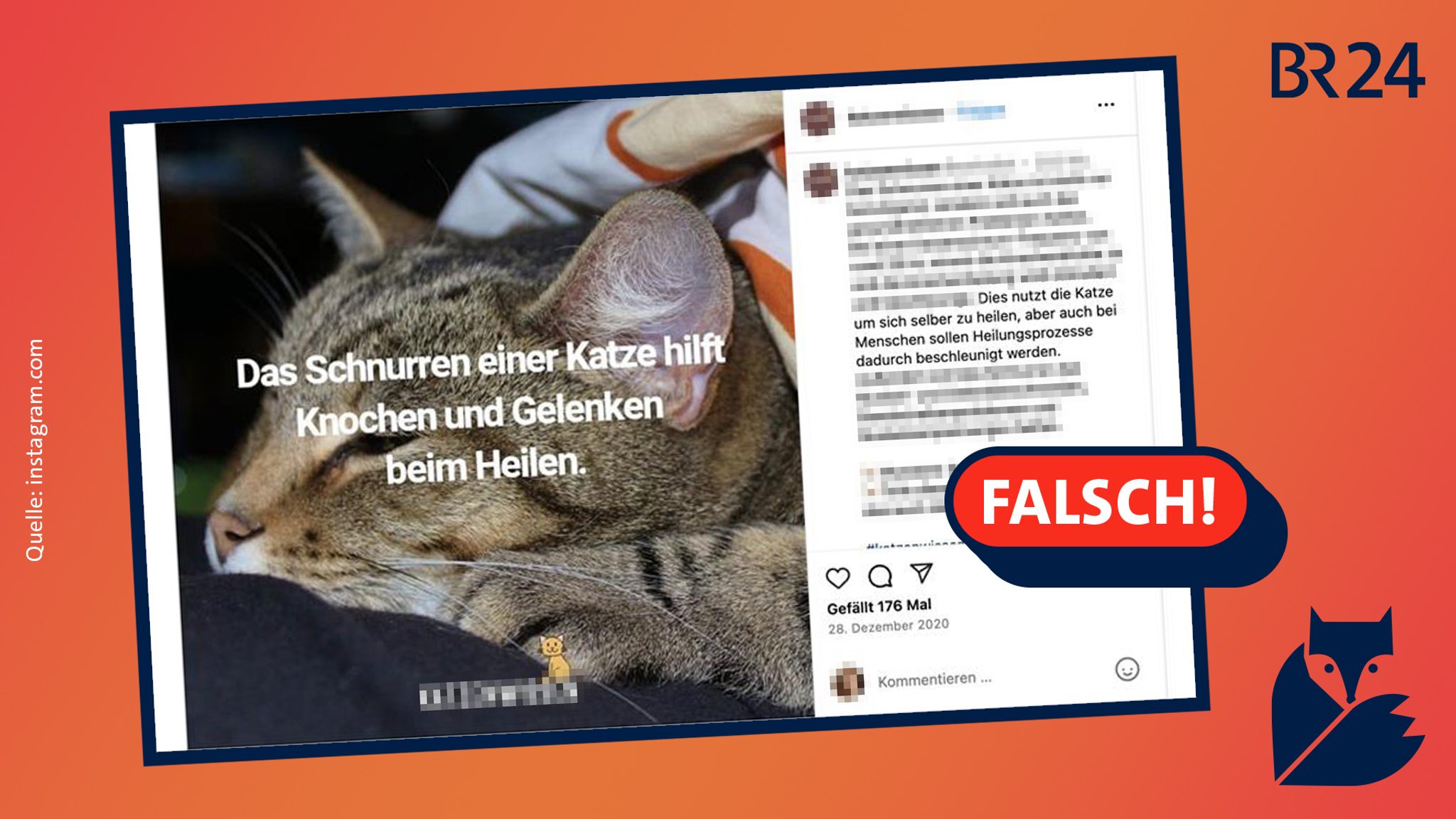 Ein Instagram Post mit der Falschbehauptung: "Das Schnurren einer Katze hilft Knochen und Gelenken beim Heilen."