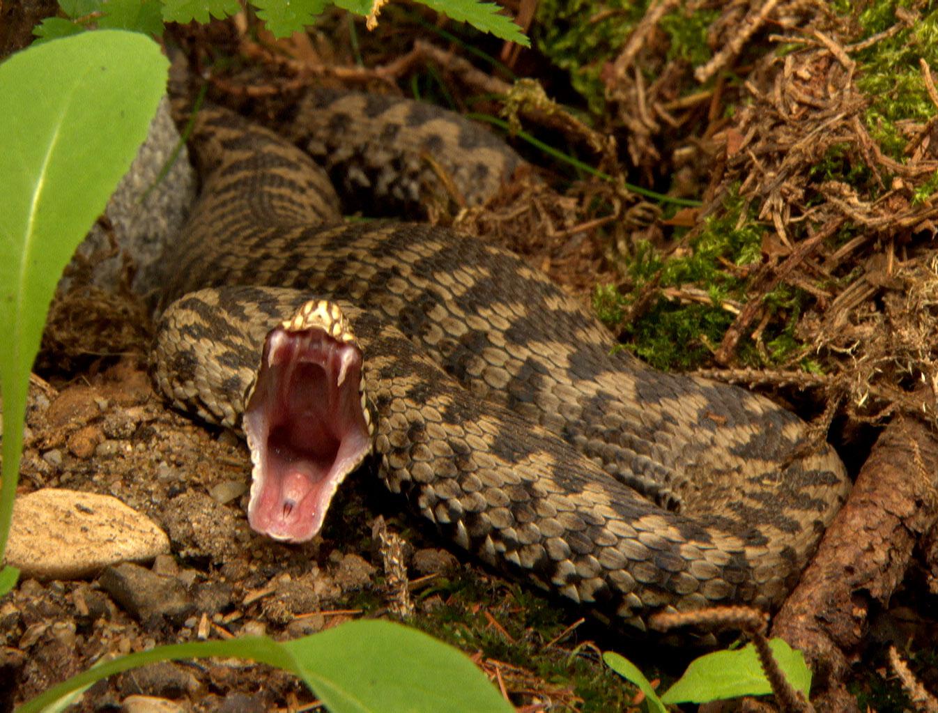 Antidote flown in: Child saved after snakebite