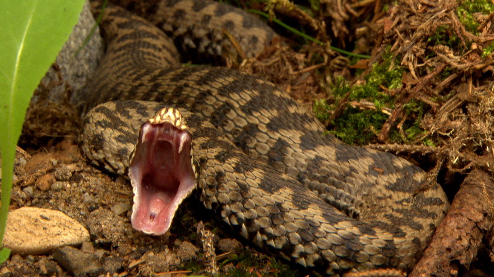 Antidote flown in: Child saved after snakebite