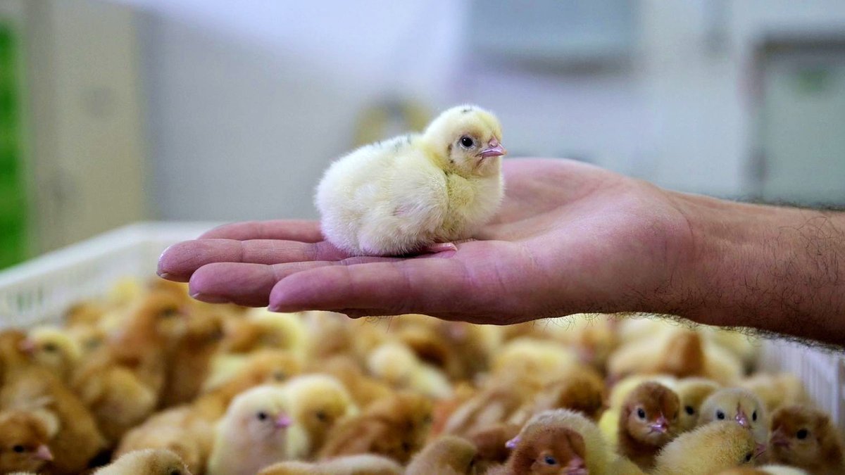Nie mehr Küken töten: Forscher untersuchen Zweinutzungshühner