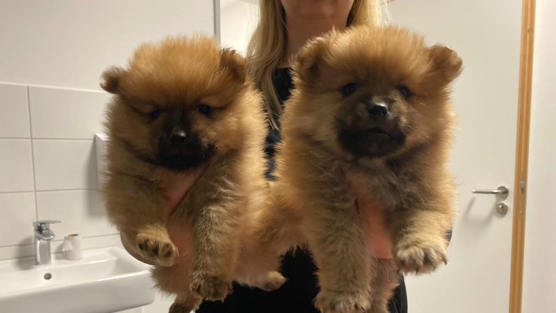 Polizei Verhindert Verkauf Von Hundewelpen Am Hauptbahnhof Br24