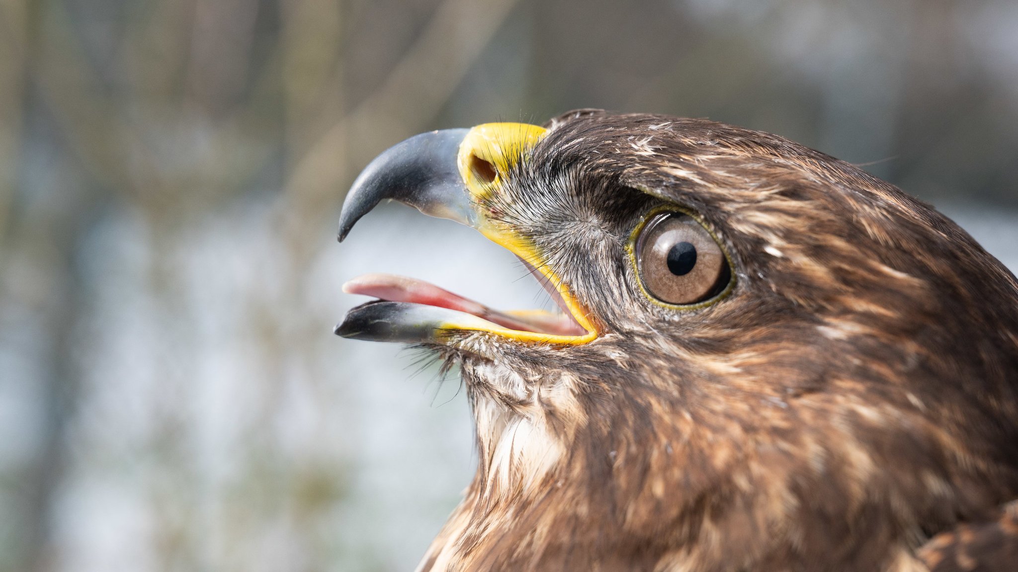 Bleimunition bei der Jagd: 55.000 Greifvögel weniger in Europa